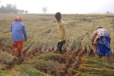বরেন্দ্র জেলা নওগাঁয় এখন আমন ধান কাটার ধুম