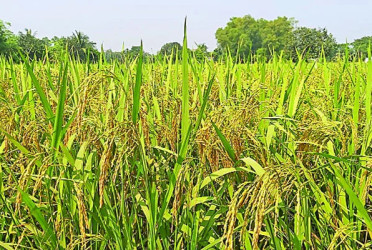 ভালো ফলনে কৃষকের হাসি