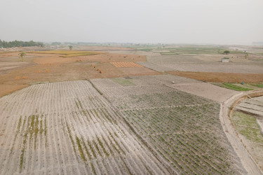 রংপুর বিভাগে অনাবাদি পৌনে তিন লাখ হেক্টর জমি!