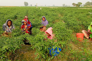 মরিচের বাম্পার ফলনে কমছে দাম