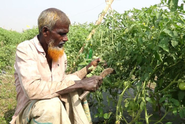 বিষমুক্ত সবজি চাষে আগ্রহ বাড়ছে কৃষকদের