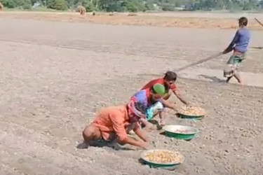 সারের দাম বৃদ্ধিতে দিশেহারা আলু চাষিরা