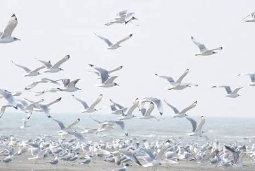 সাগর চরে অতিথি পাখি