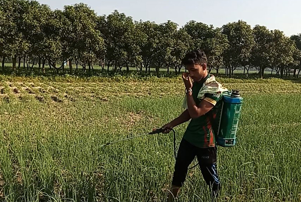 আগাম জাতের শীতকালীন পিঁয়াজ চাষে সফল কৃষকরা