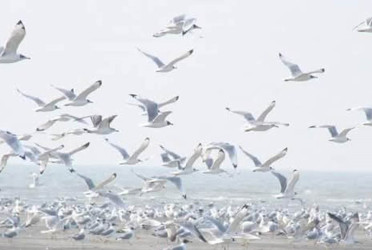 সাগর চরে অতিথি পাখি