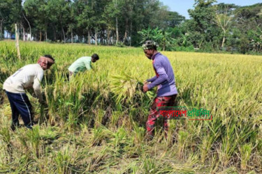 আখাউড়ায় আগাম আমন ধান কাটা শুরু, ফলনে খুশি কৃষক