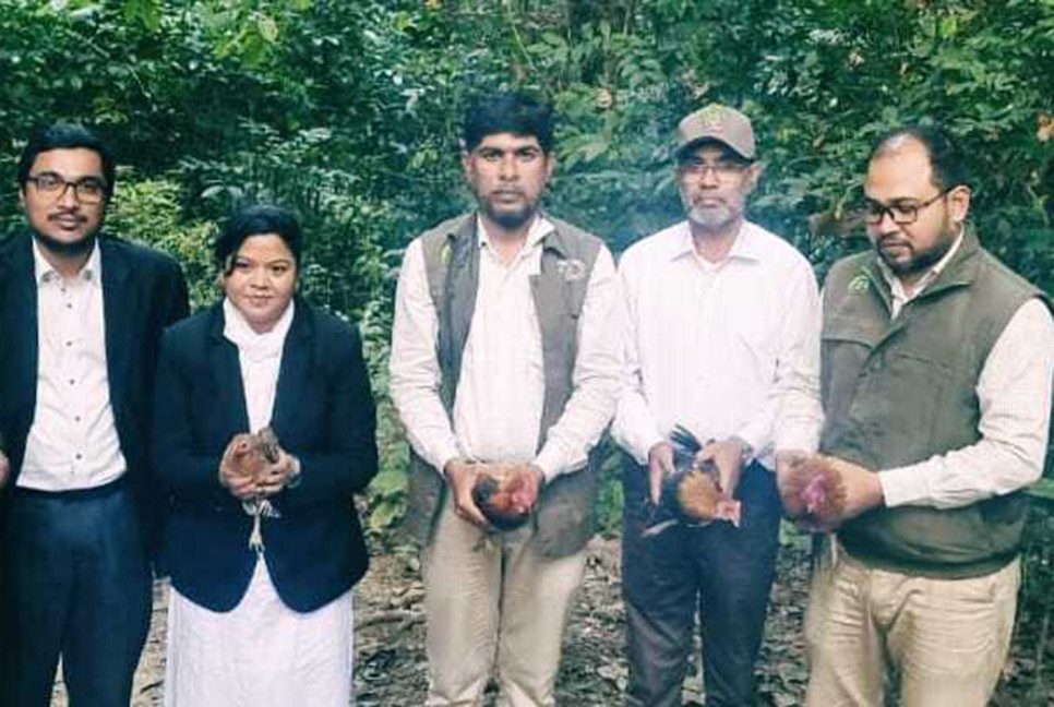 রাঙামাটিতে বন মুরগি ও মোরগ অবমুক্ত করলো বনবিভাগ