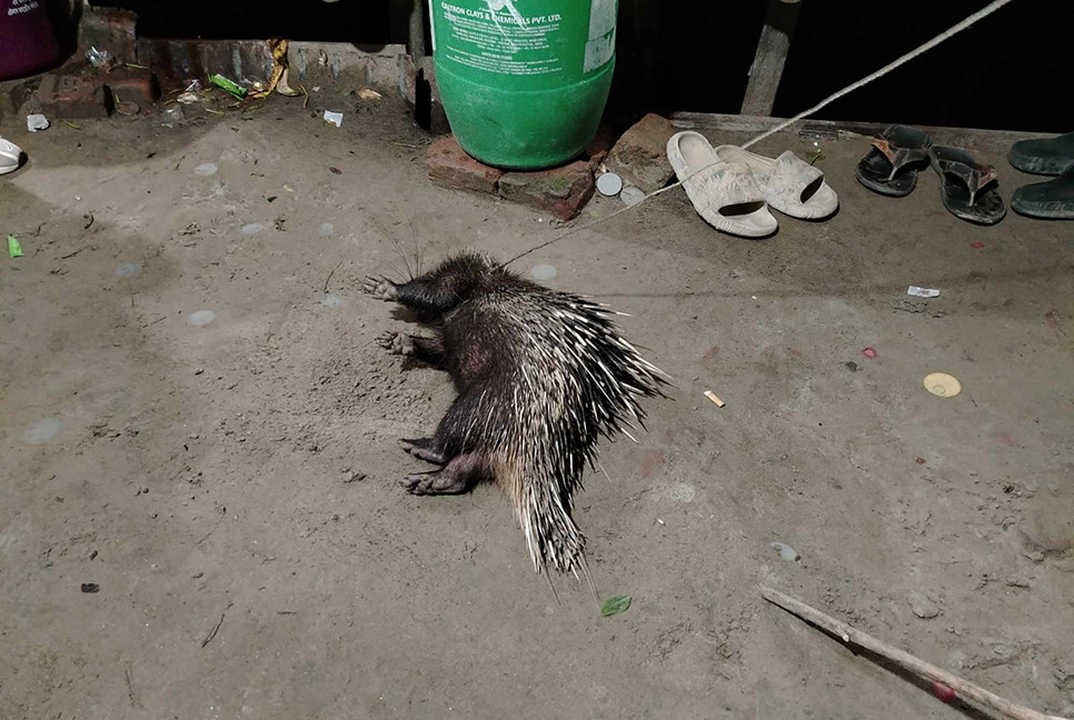 শিবচরে স্থানীয়দের হাতে আটক বিপন্ন প্রজাতির সজারু