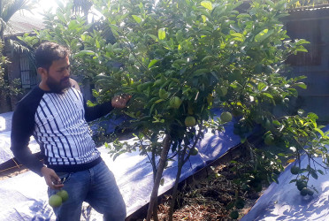 চাকরি ছেড়ে একই জমিতে মাল্টা চাষ এবং ভার্মি কম্পোস্ট সার উৎপাদন