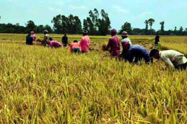 ফসলের মাঠে বাতাসে দুলছে কৃষকের স্বপ্ন