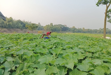 গোমতীর চরে শসার উৎসব