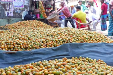 লক্ষ্মীপুরে ৭০০ কোটি টাকার সুপারি উৎপাদন