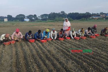 ফরিদপুরে পিয়াজ রোপণের ধুম