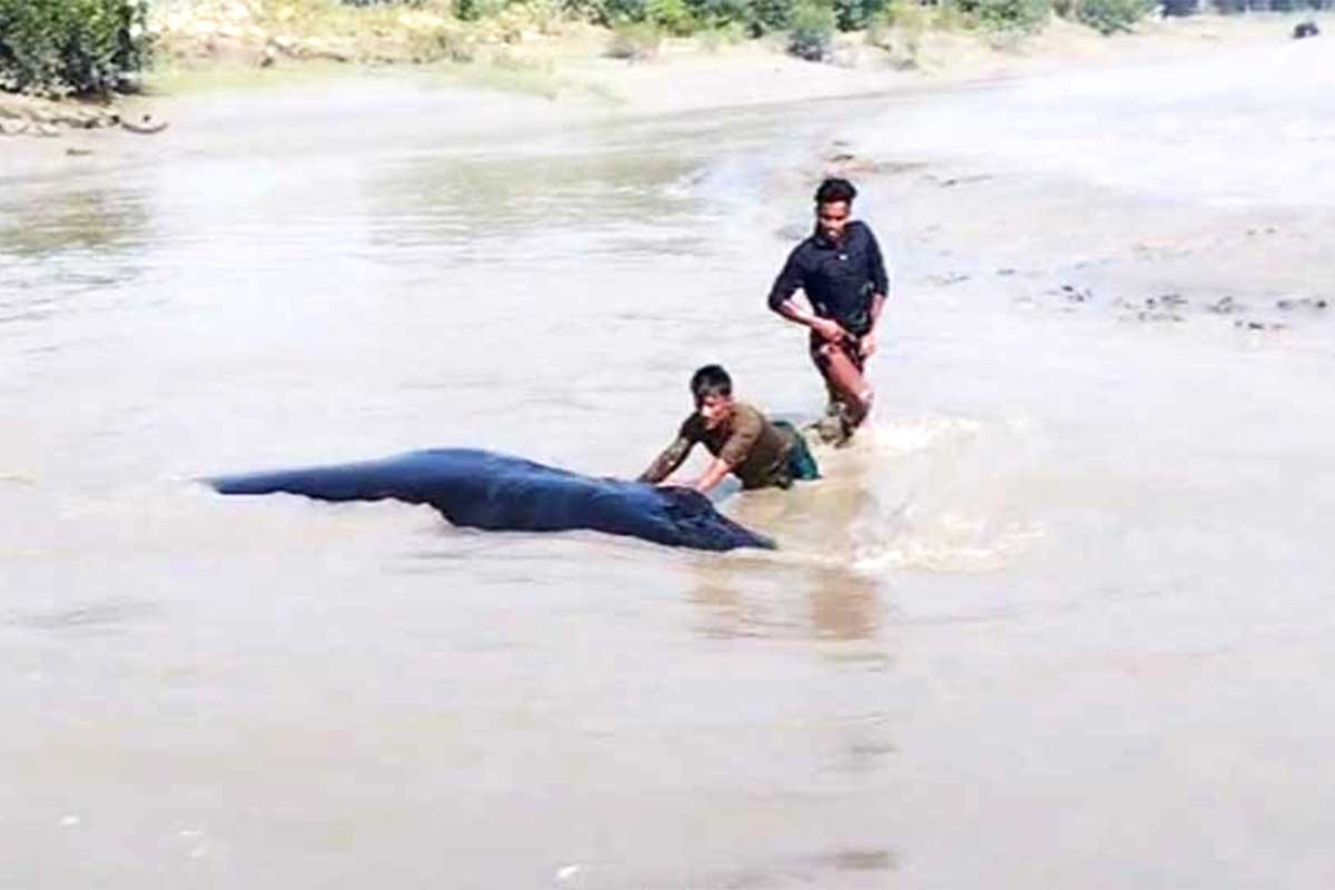 নোয়াখালীর ডুবোচরে ভেসে এলো বিশাল তিমি