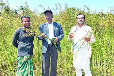 আসছে নতুন জাতের সরিষা তেল ‘সাউ ক্যানোলা-১’