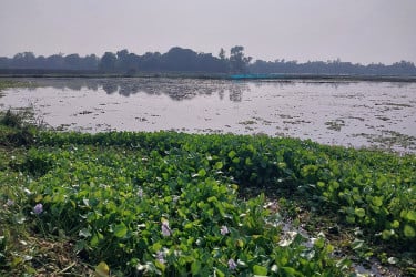 বাসাইলে দুই হাজার একর জমিতে জলবদ্ধতা, বোরো আবাদে অনিশ্চয়তা