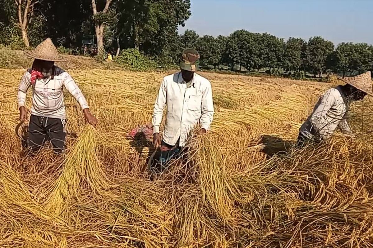 চাঁপাইনবাবগঞ্জে ইরি ধান চাষে নিরুৎসাহিত করছে বিএমডিএ, কৃষকদের অসন্তোষ