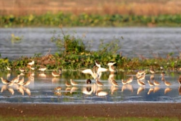 অতিথি পাখিতে মুখরিত উকড়ি বিল