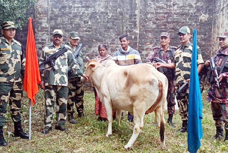 পতাকা বৈঠকের পর ভারতীয় গরু ফেরত দিলো বিজিবি