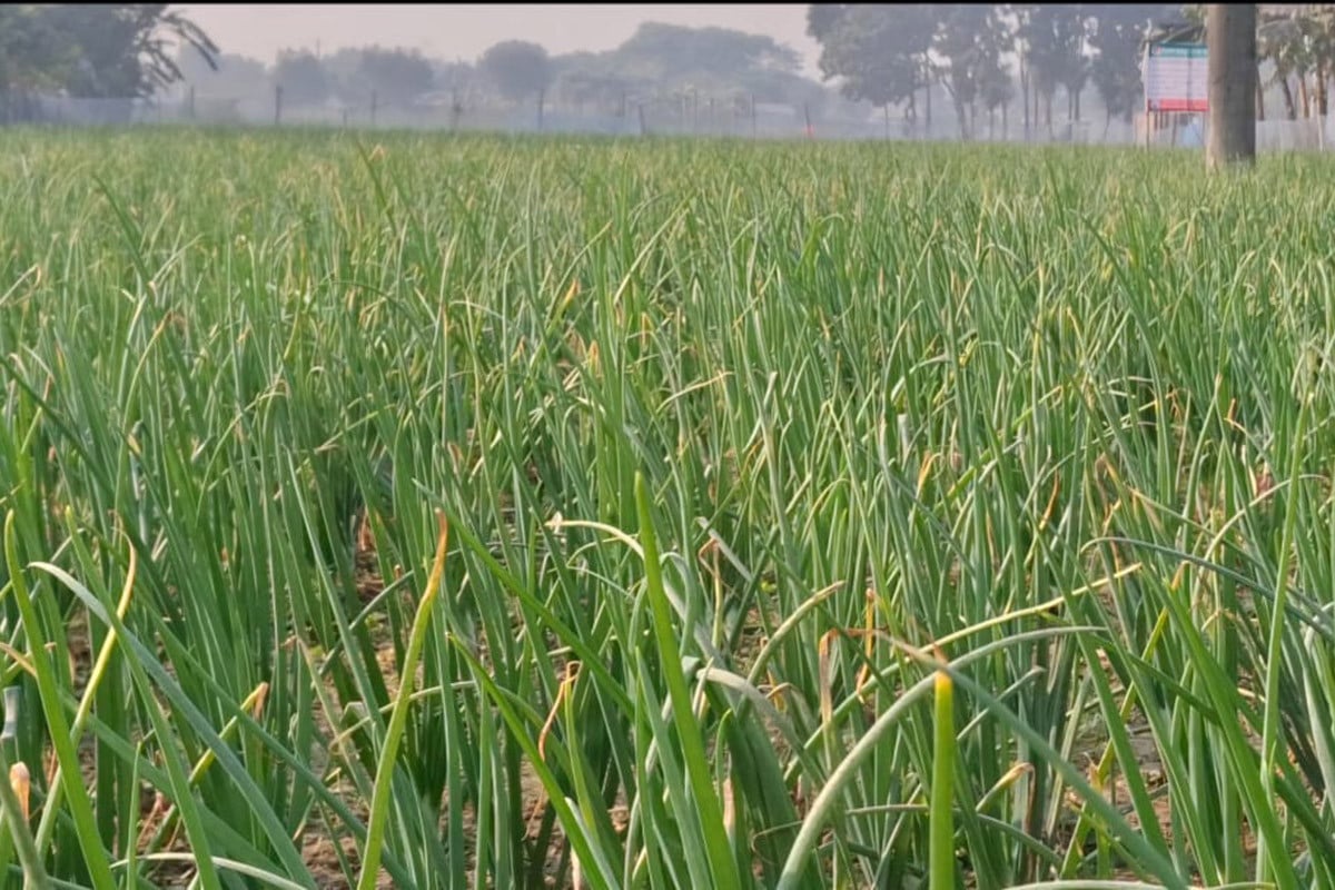 কুষ্টিয়ায় পেঁয়াজের বাম্পার ফলনের আশা