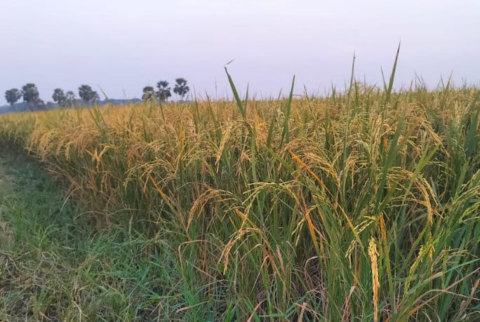 বিনা ধান-২৬ এর ভাতে মিলবে প্রোটিন