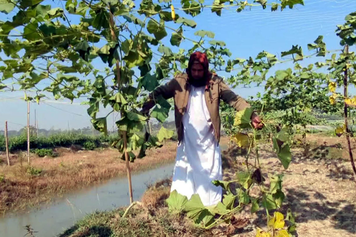 লাউ গাছের সাথে শক্রতা