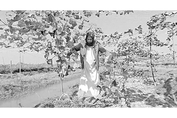 শক্রতা গাছের সঙ্গে