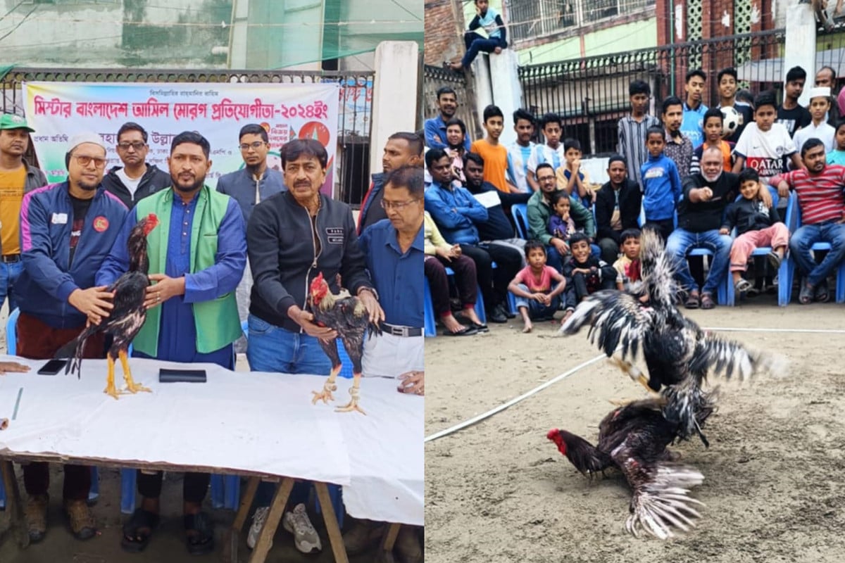 বিজয় দিবস উপলক্ষে ঐতিহ্যবাহী মোরগ লড়াই