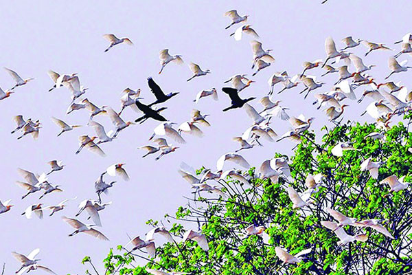 পাখিদের গ্রাম পানিপাড়া