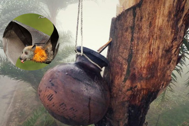 চলতি বছর নিপাহ ভাইরাসে আক্রান্ত পাঁচজনই মারা গেছেন