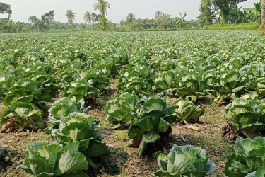 চট্টগ্রামে সবজি উৎপাদন বেড়েছে দ্বিগুণের বেশি