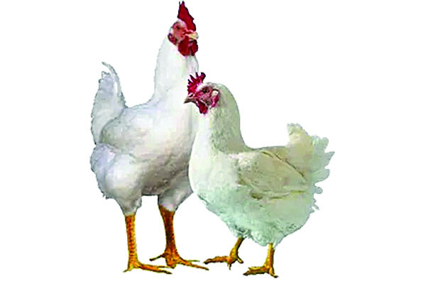 ফের অস্থির মুরগির বাজার