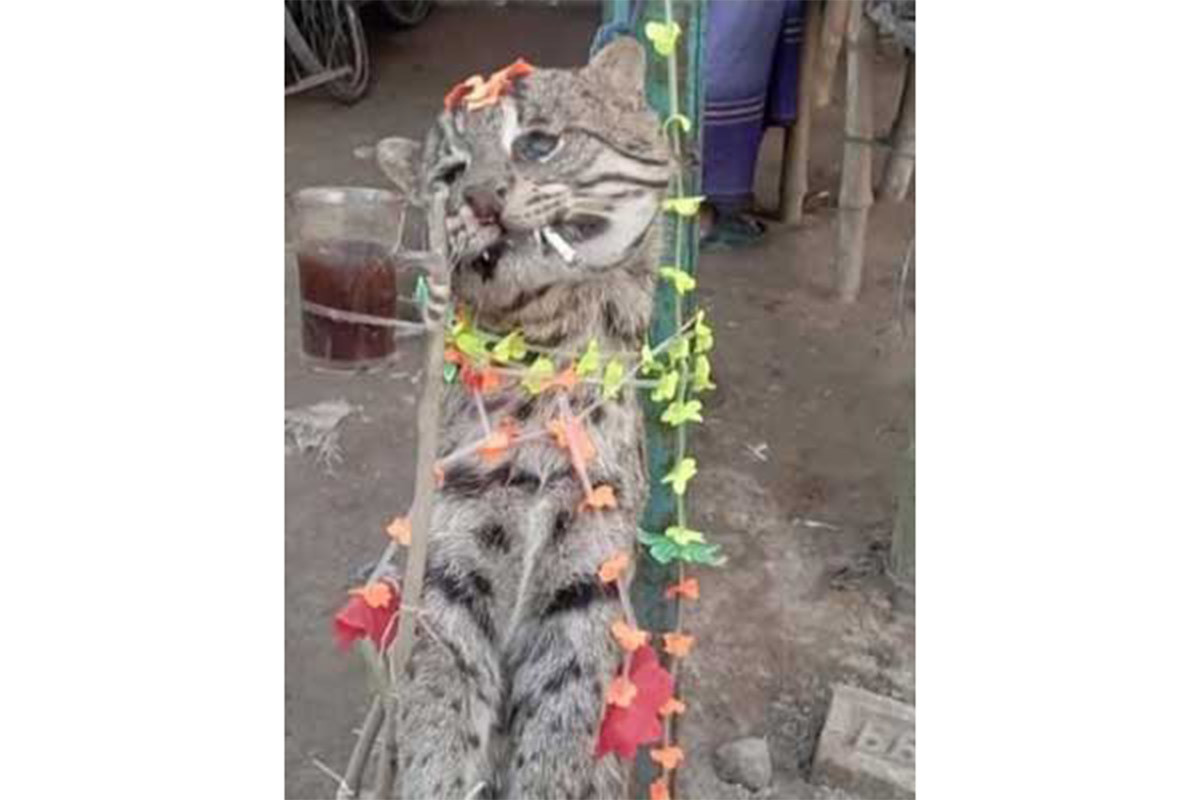 মেছো বিড়াল হত্যার অভিযোগে যুবক গ্রেফতার