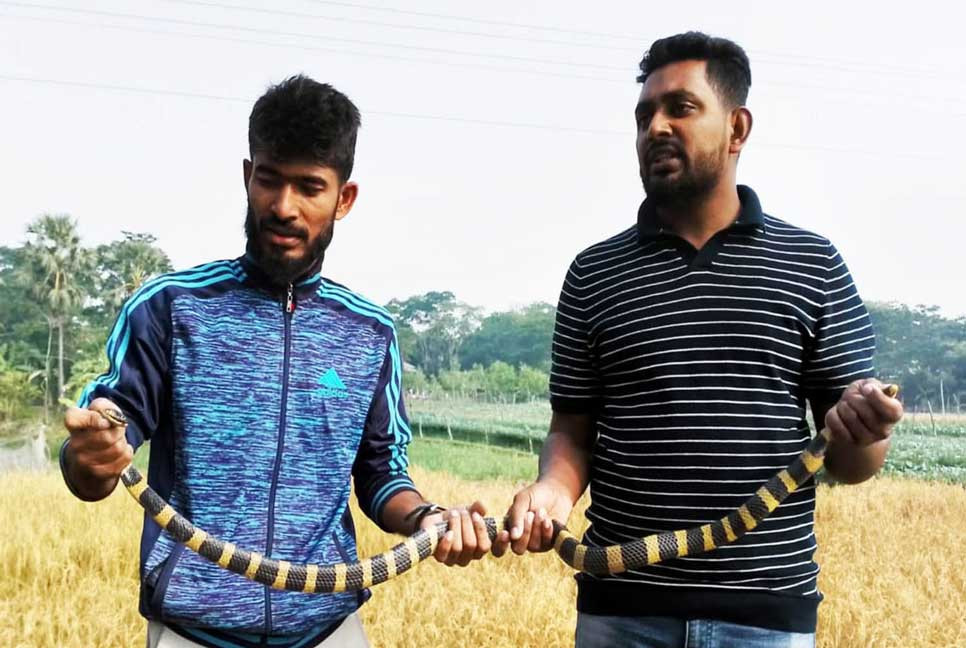 ধানক্ষেত থেকে বিষধর শঙ্খিনী সাপ উদ্ধার