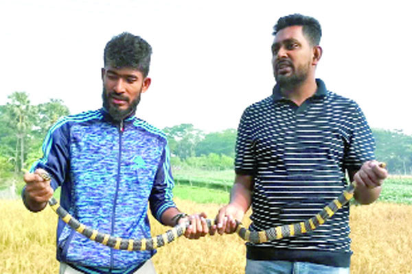 বিষধর শঙ্খিনী সাপ উদ্ধার