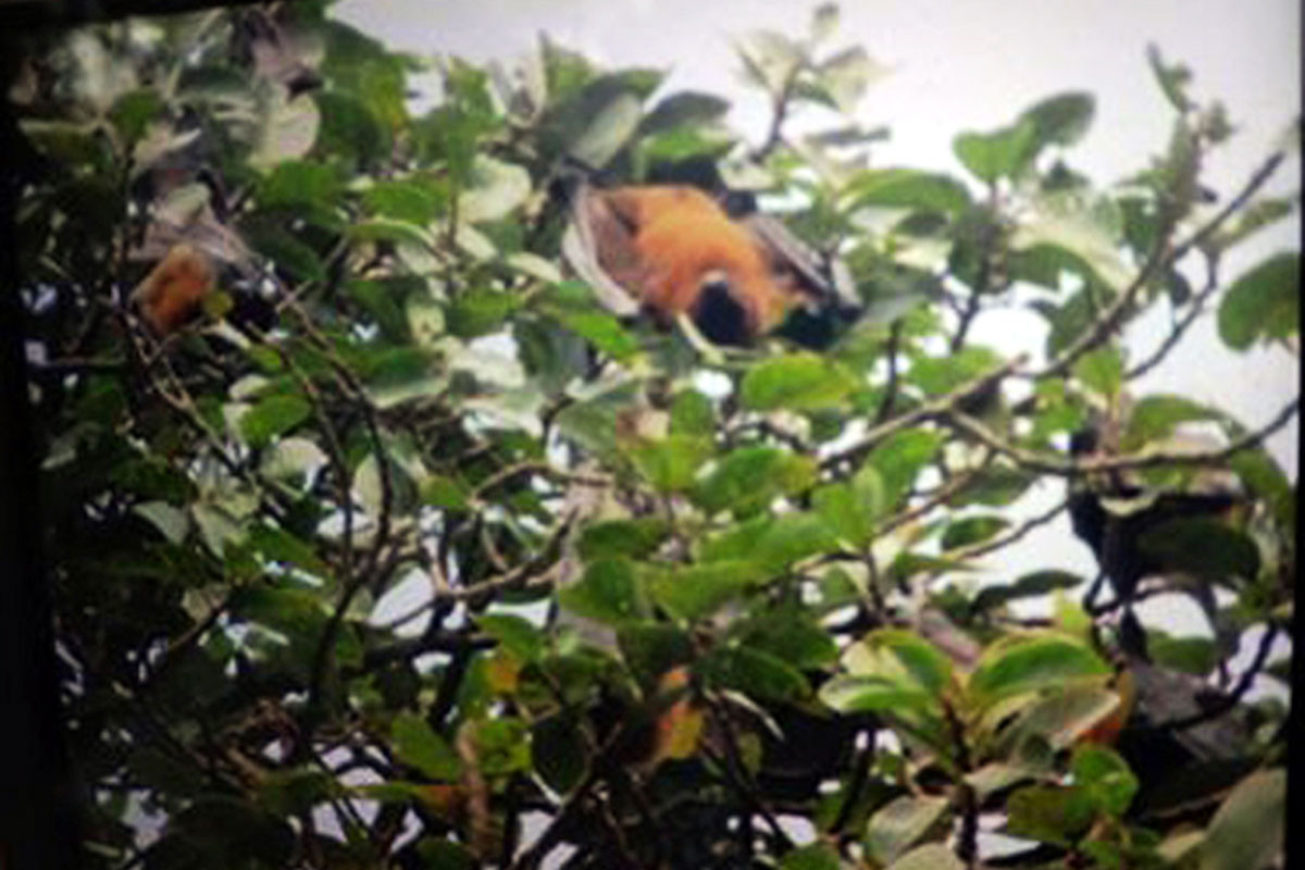 দিনাজপুরের মাসিমপুরে গাছে গাছে বাদুড়ের আবাস