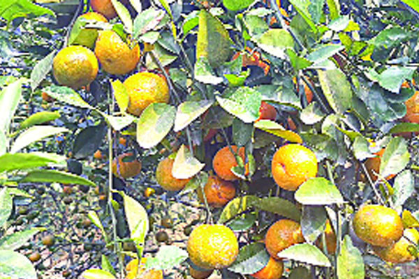 চায়না কমলা চাষে ভাগ্যবদল