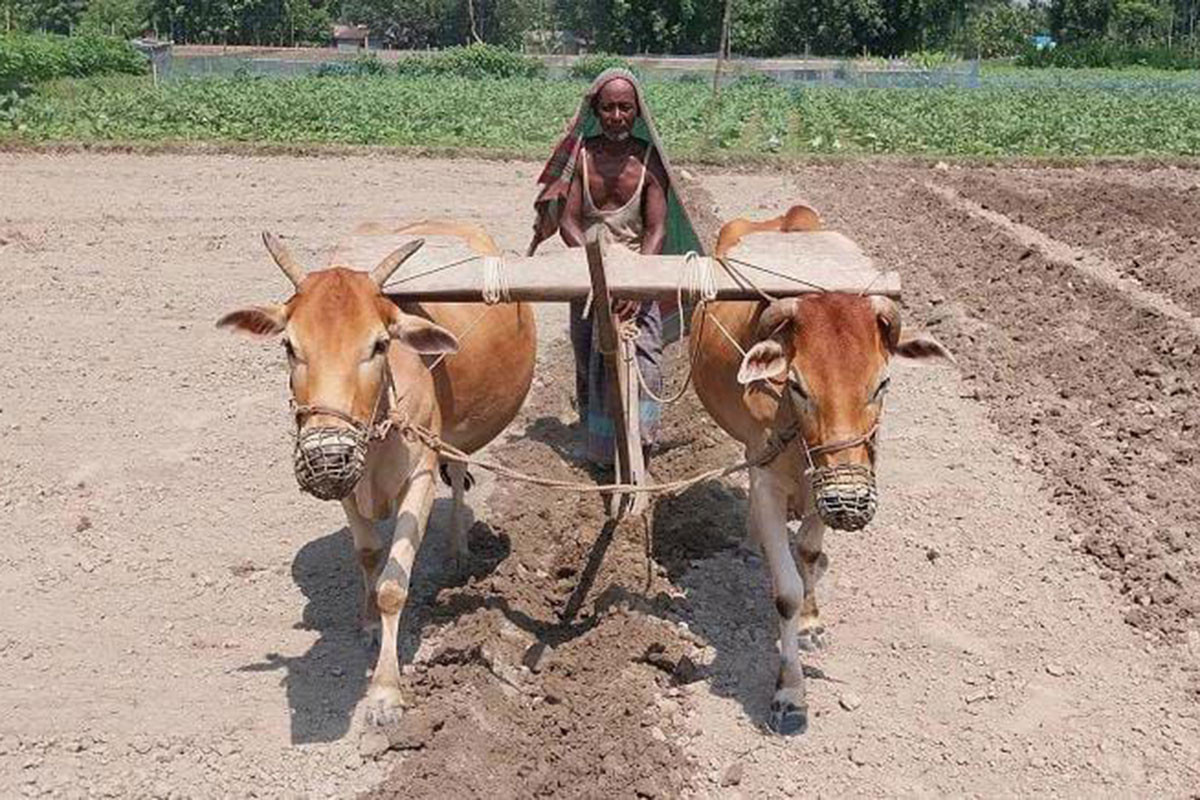 প্রযুক্তির আগমনে বিলুপ্তপ্রায় গরু দিয়ে হালচাষ