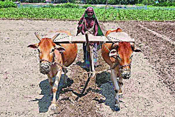 প্রযুক্তির আগমনে বিলুপ্ত গরু দিয়ে হালচাষ