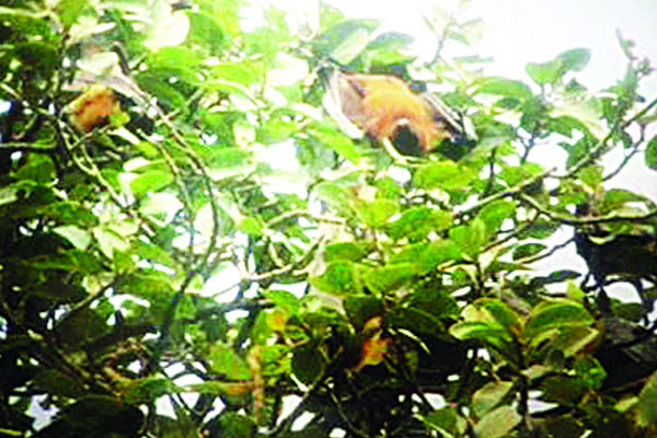 গাছে গাছে বাদুড়ের আবাস