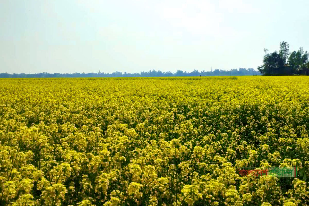 সরিষার হলুদ ফুলে নয়নাভিরাম চলনবিল