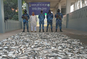 চাঁদপুরে ১২০০ কেজি জাটকা জব্দ