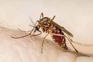 ২০২৪ সালে ডেঙ্গু কেড়ে নিয়েছে ৫৭৫ জনের প্রাণ