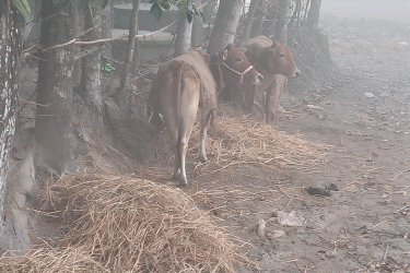 হাড় কাঁপানো শীতে জবুথবু নীলফামারীর গ্রামীণ জনপথ