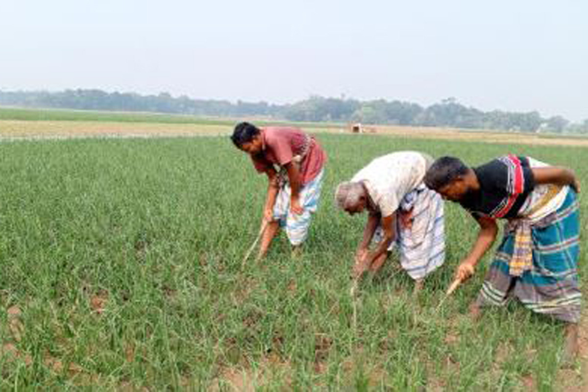 নতুন আশায় স্বপ্ন বুনছেন ফরিদপুরের পিঁয়াজ চাষীরা