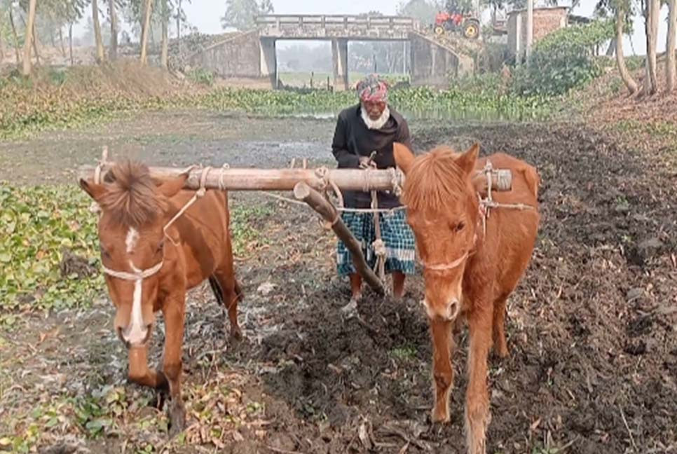 ঘোড়া দিয়ে জমি চাষে সংসার চলে মমিনের