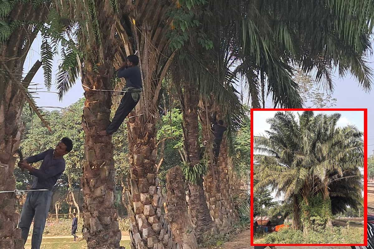 রেলওয়ে স্টেশন এলাকার পামগাছের সৌন্দর্যবর্ধনে বসুন্ধরা শুভসংঘ