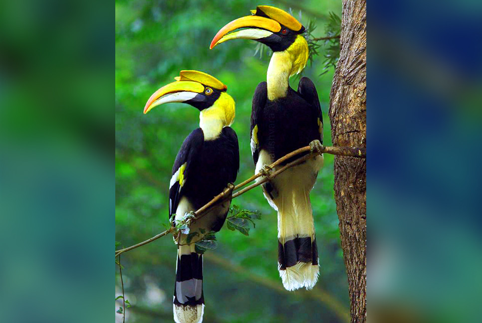 পাহাড়ে রাজ ধনেশ দম্পতির অন্যরকম প্রেম