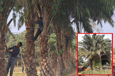 রেলওয়ে স্টেশন এলাকার পামগাছের সৌন্দর্যবর্ধনে বসুন্ধরা শুভসংঘ