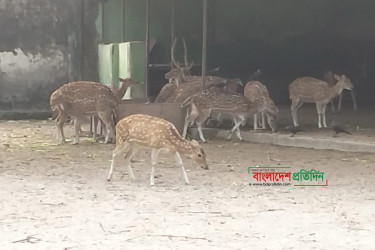 শীতে কাহিল চিড়িয়াখানার প্রাণীরা, সিংহের খাচায় রুম হিটার
